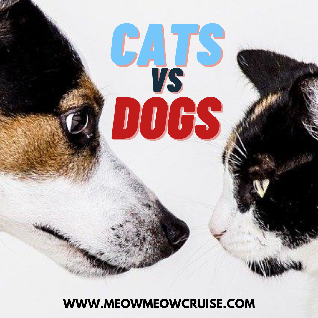 cats vs dogs Meow Meow Cruise